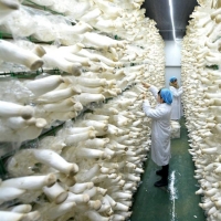 食用菌出菇網架a海口食用菌出菇網架a食用菌出菇網架現貨廠