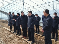 仙桃市委書記和市長到仙桃市張溝鎮(zhèn)考察大球蓋菇栽培基地 (4)