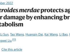 中科院微生物所研究揭示，靈芝雜萜衍生物可通過調節糞副擬桿菌及支鏈氨基酸，對抗動脈粥樣硬化 ()
