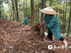 創新天麻缽栽種植法 提高經濟效益 ()