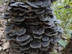 罕見！鎮沅發現特大野生云芝 ()