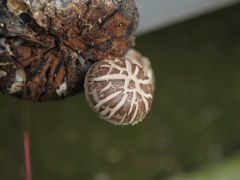 香菇綠色高效栽培技術(shù)要點(diǎn)
