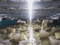 如何從野味到量產？一朵黑牛肝菌的“科技密碼” ()