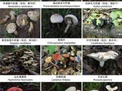 收錄1341個物種！云南在全國率先發布省級大型真菌圖志 ()