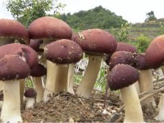 大球蓋菇“吃掉”污染：跨界循環(huán)系統(tǒng)促進(jìn)綠色增產(chǎn)